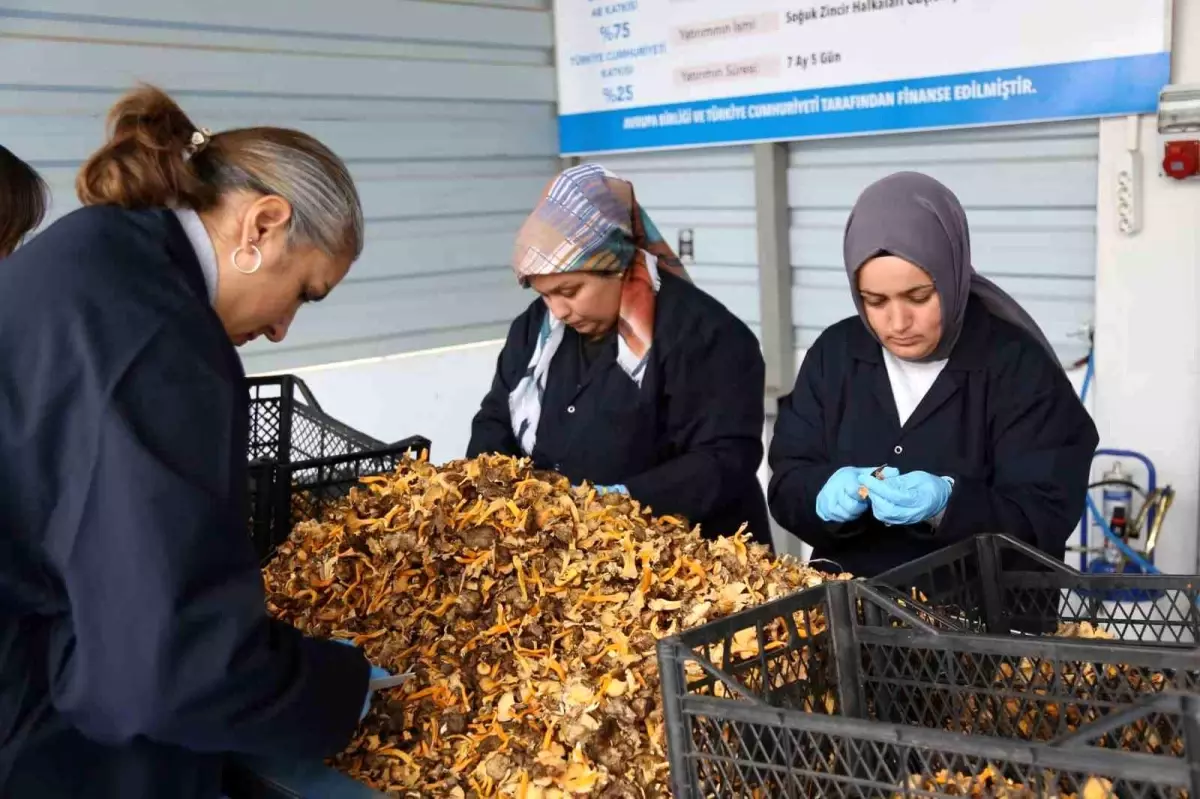 Kastamonu’dan Avrupa’ya Mantar İhracatı